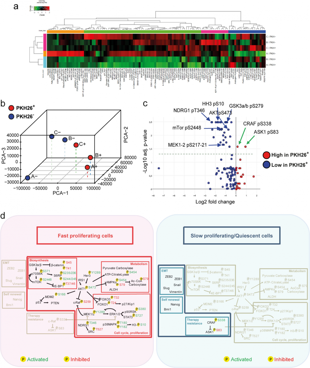 Fig. 2 Reverse-phase proteomic analysis of quiescent/slow cycling xenograft cells.
